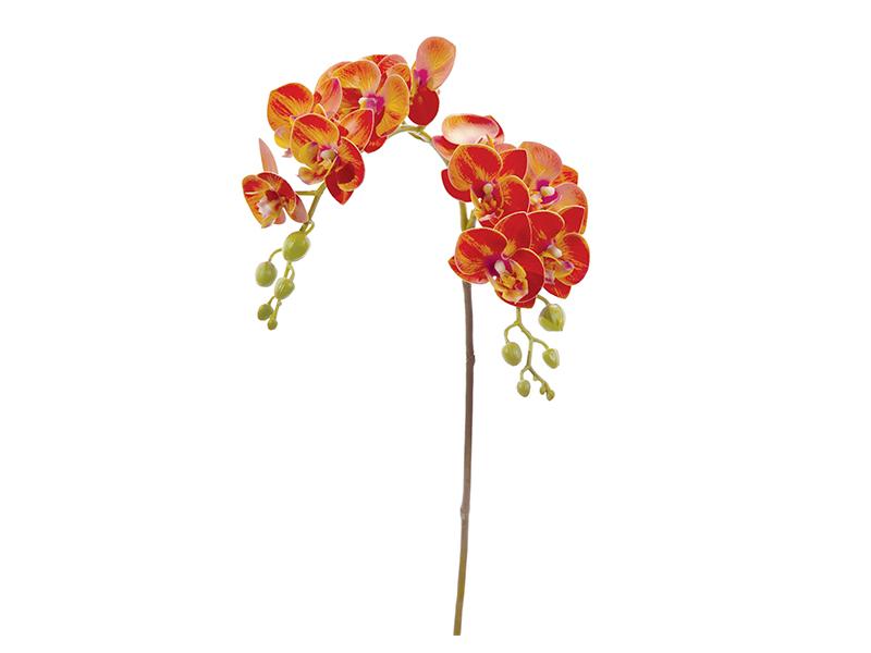 PHALAENOPSIS VERTAKT X12 CM62 ORANJE