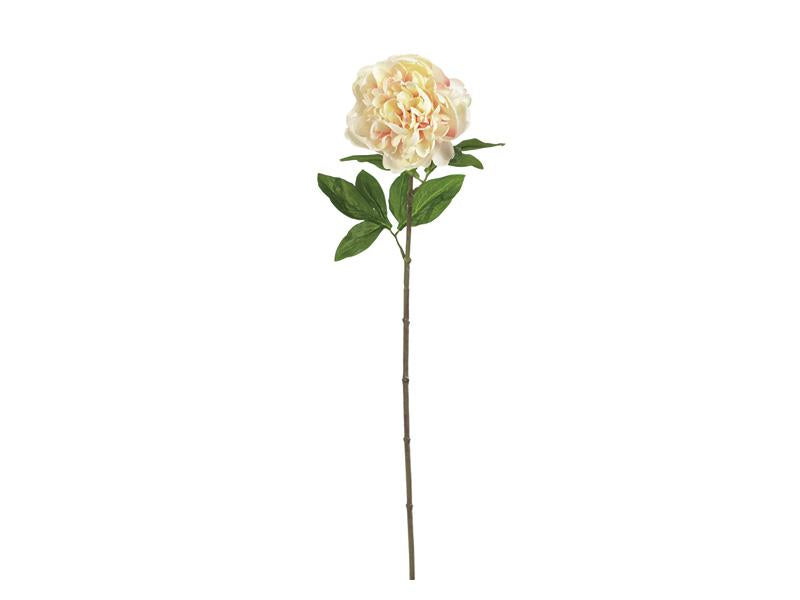 PIOEN LINDA X1 CM62 ZALM