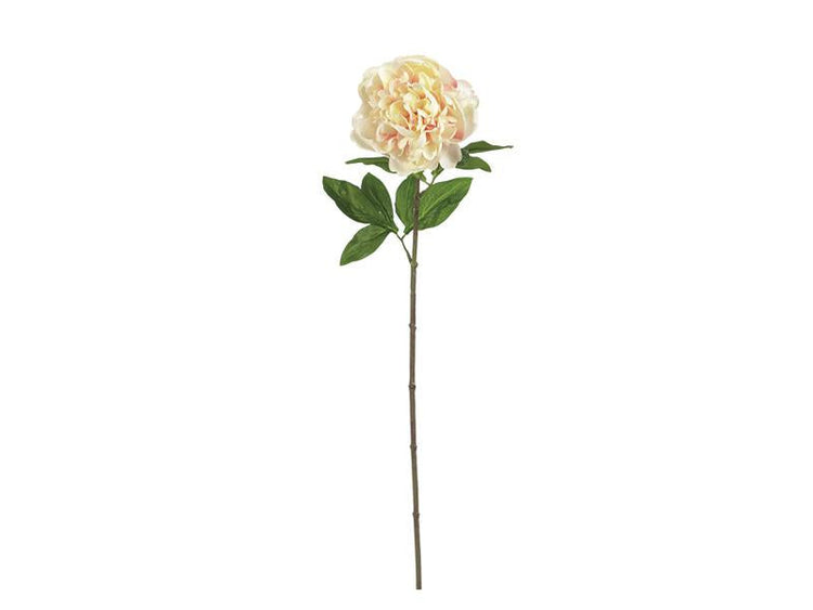 PIOEN LINDA X1 CM62 ZALM