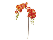 PHALAENOPSIS VERTAKT X12 CM62 ORANJE